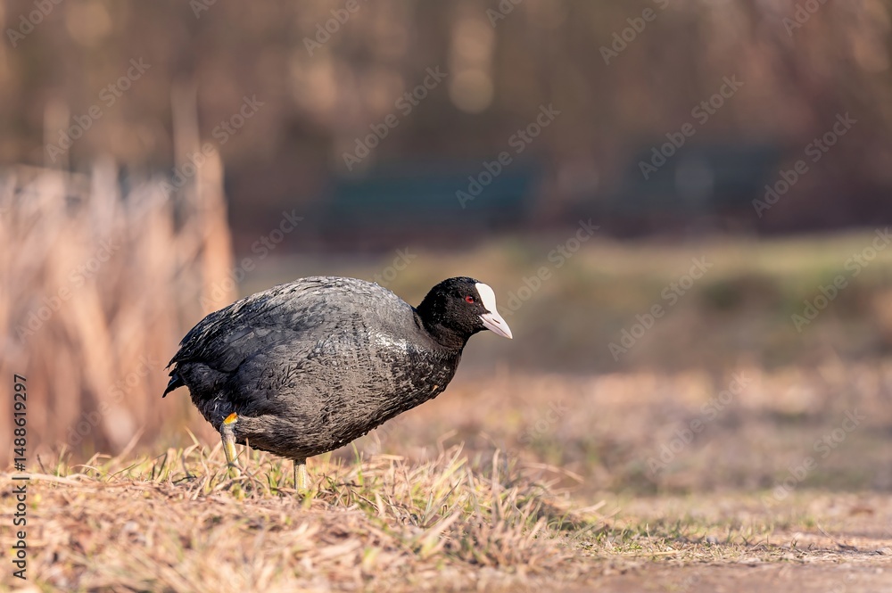 Fototapeta premium Eurasian Coot Walking on Dry Grass. Fulica atra in Spring