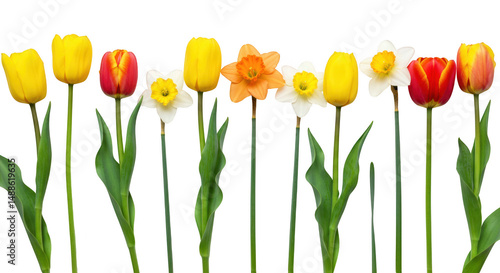 Row of tulips and daffodils isolated on transparent background
