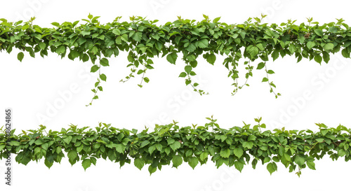 Two rows of green leaves and vines isolated on transparent background
