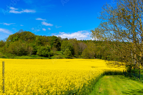 blühender Raps, Rapsfeld auf Rügen, Mecklenburg-Vorpommern, Deutschland