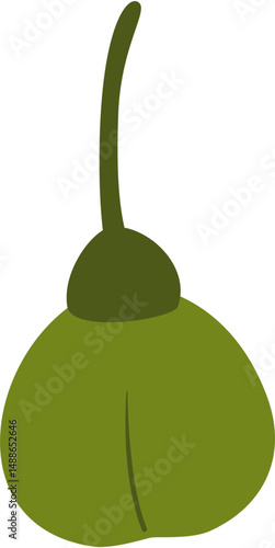nutmeg plant fruit young, Myristica fragrans