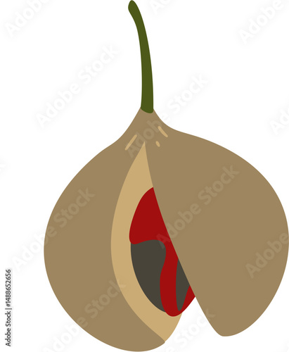 nutmeg plant fruit and seed, Myristica fragrans
