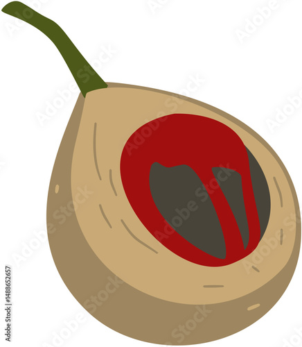 nutmeg plant fruit and seed, Myristica fragrans