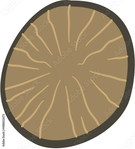 nutmeg seed cut, Myristica fragrans