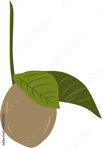 nutmeg plant fruit and leaves, Myristica fragrans