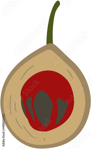 nutmeg plant fruit and seed, Myristica fragrans