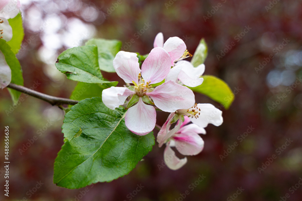 Obraz premium branche de pommier en fleurs