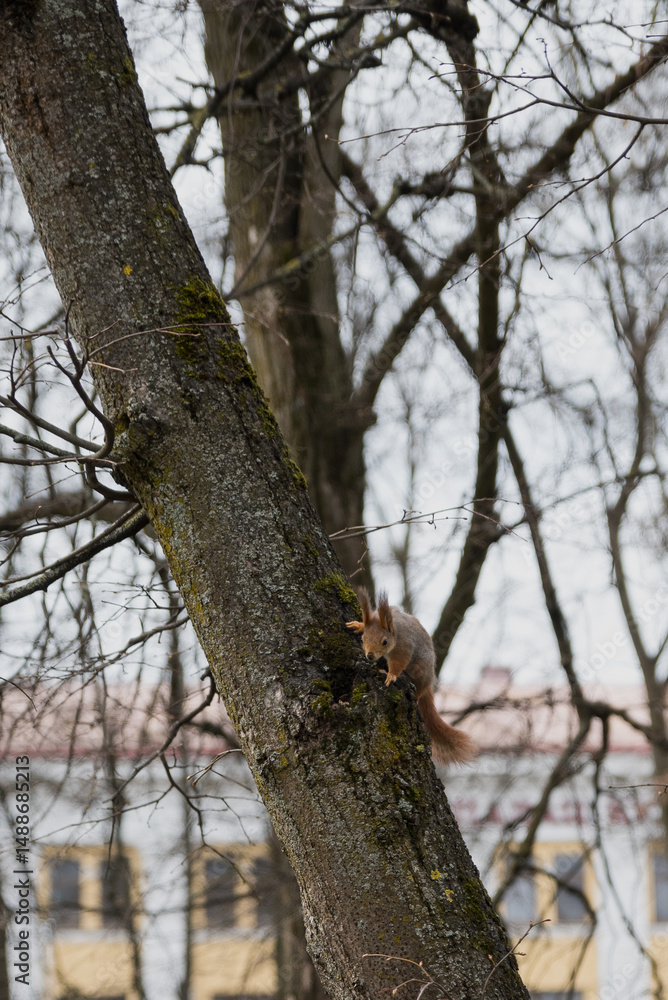 Fototapeta premium A beautiful wild squirrel climbs a tree trunk in a city park