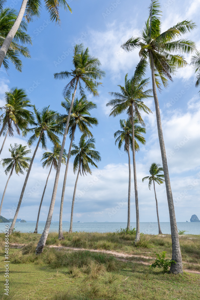 Obraz premium Palm trees on the beach, Koh Yao Yai, Thailand