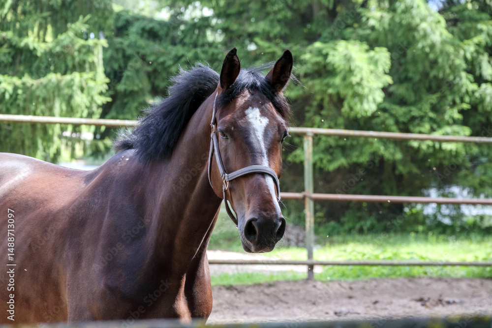 A brown horse moving in a riding arena with green trees and a white fence in the background.
A brown horse moving in a riding arena with green trees and a white fence in the background.