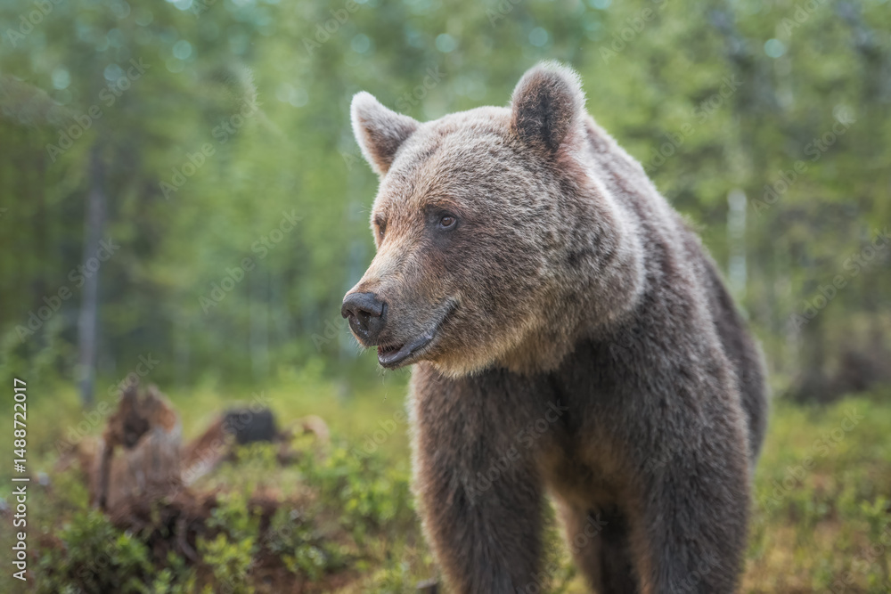Close-up view of a brown bear in a natural forest setting Close-up view of a brown bear in a natural forest setting