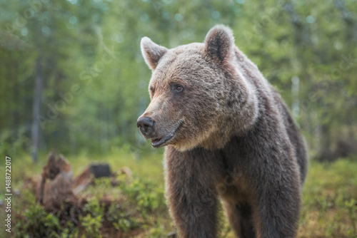 Wallpaper Mural Close-up view of a brown bear in a natural forest setting Torontodigital.ca