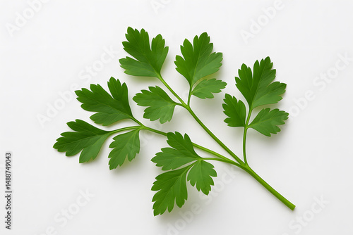 Wallpaper Mural Fresh Parsley Leaves on White Torontodigital.ca