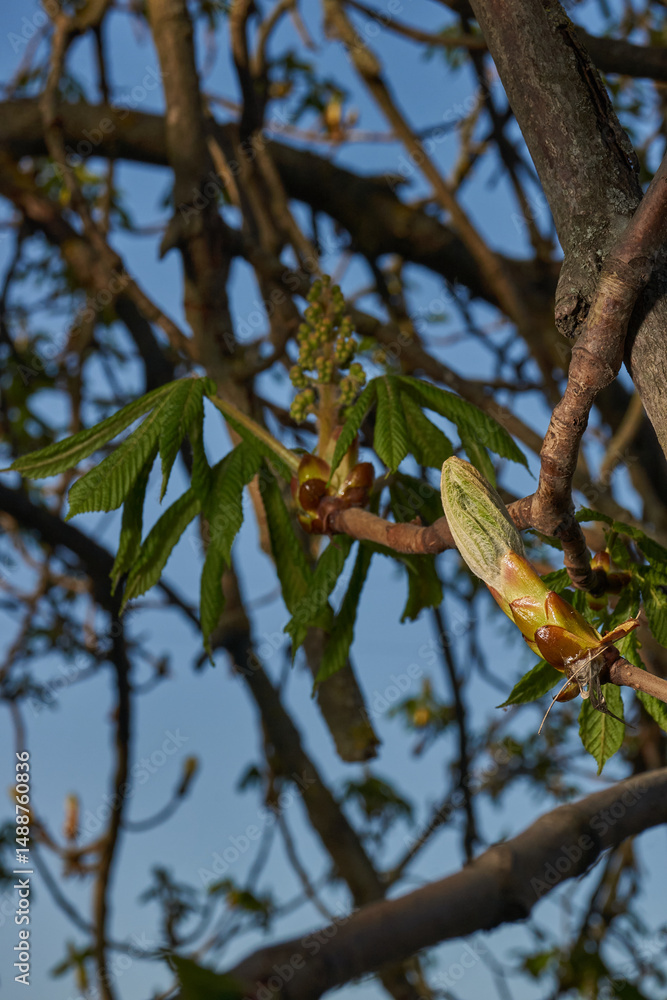 Fototapeta premium Chestnut flower buds bloom and inflorescences appear. Spring.