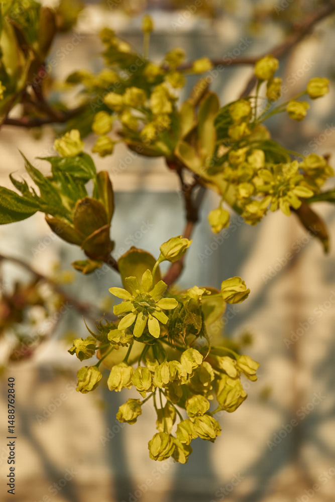 The flower buds of the holly maple are blooming (lat. Acer platanoides). Holly maple is a woody plant species of the genus Maple (Acer) of the Sapindaceae family. The flower buds of the holly maple are blooming (lat. Acer platanoides). Holly maple is a woody plant species of the genus Maple (Acer) of the Sapindaceae family.