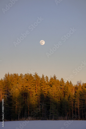 moon in the forest
