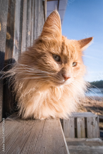 cat on the roof