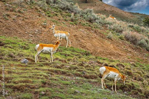 A herd of antelopes grazing in the Park.