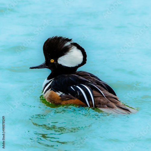 Hooded Merganser Duck
