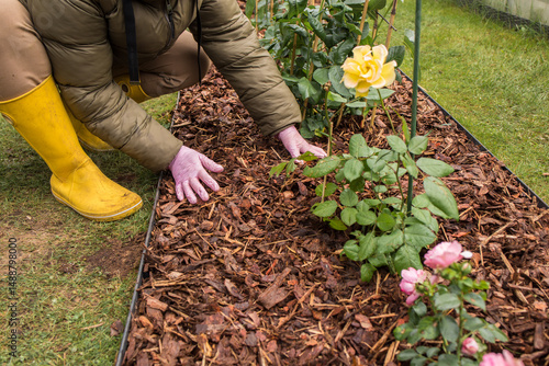 Gloved hands pouring wood chips from a clear bag around a pink rose bush planted in a lawn trellis bed. Yellow rubber boots and scattered fertilizer granules on the soil are visible.
