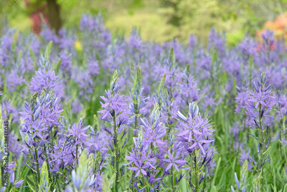 Naklejka premium A field of purple Camassia, also known as camas, quamash, Indian hyacinth, camash, and wild hyacinth, flowering in a meadow.