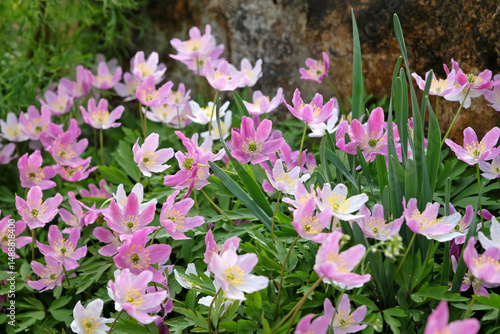 Pink Anemonoides nemorosa, the wood anemone, in flower.