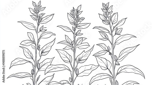 Sesame plants botanical illustration, studio shot, white background, healthy growth, for agriculture publications