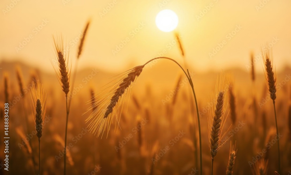 Golden wheat field at sunset, capturing the serene beauty of nature. Golden wheat field at sunset, capturing the serene beauty of nature.