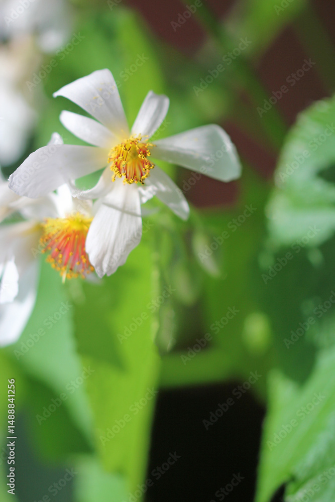 Fototapeta premium flower in detail of the Cape lime (Sparrmannia africana)