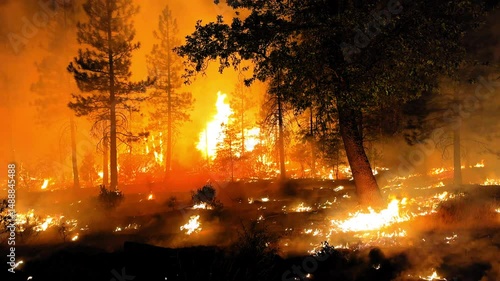 Orange Flames Releasing From Trees And Land During Forest Fire - Sierra Nevada, California