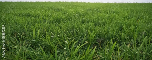 Bright, lush green grass edge, perfect repeating texture ,  natural,  design,  bright