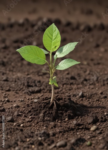 Bean seedling emerging from soil, first leaves visible,  life,  leaves