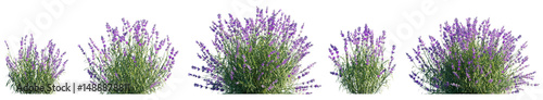 Lavandula stoechas evergreen shrub plant isolated png on a transparent background premium cutout  Spanish  topped or French lavender 