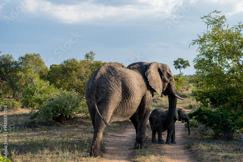 Elephants walking, Timbavati private reserve, Great Kruger National Park, South Africa