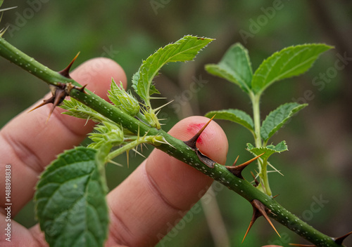 Realistic outdoor close-up showing a scratched finger held near a thorny plant. Sharp garden detail and natural light reveal the connection between injury and environment. 