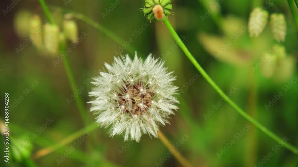 Close-up of a dandelion flower in a green field
Close-up of a dandelion flower in a green field