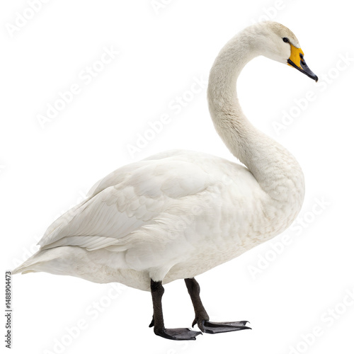 whooper swan png, transparent background