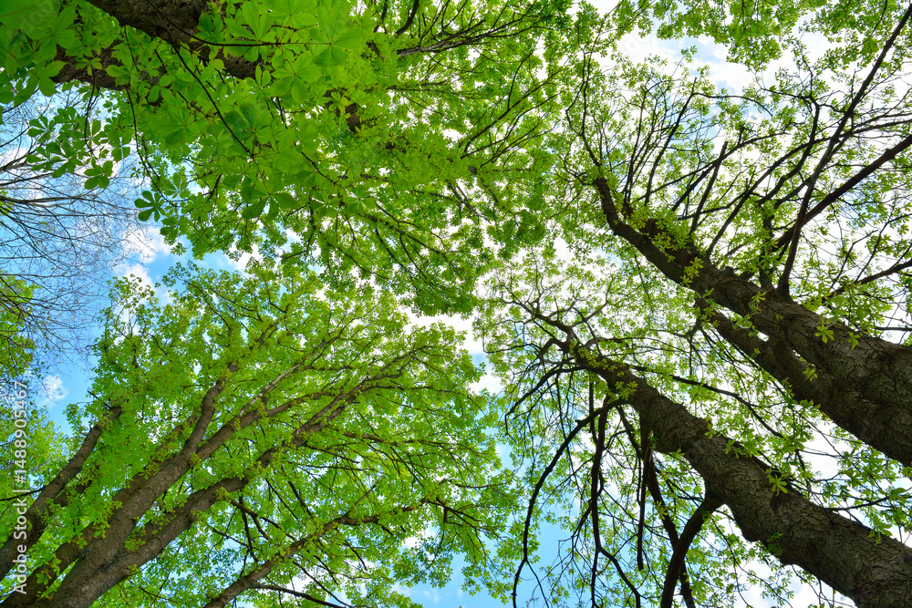 Fototapeta premium Looking up at tall green tree canopies against a blue sky