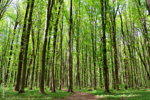 Dense green forest with sunlight filtering through tall tree trunks