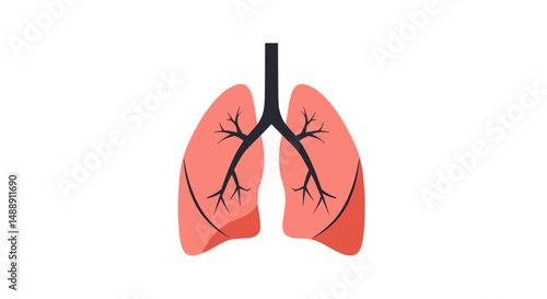 Anatomical illustration of human lungs with detailed branching structure  