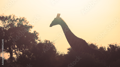 giraffe at sunset, Timbavati private reserve, Great Kruger National Park, South Africa