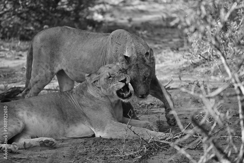 Lions cuddling, Timbavati private reserve, Great Kruger National Park, South Africa 