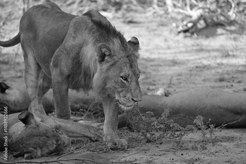 Lion walking toward a lionese, Timbavati private reserve, Great Kruger National Park, South Africa 