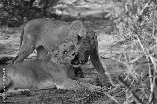 Lions cuddling, Timbavati private reserve, Great Kruger National Park, South Africa 