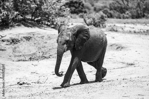 Elephants walking, Timbavati private reserve, Great Kruger National Park, South Africa