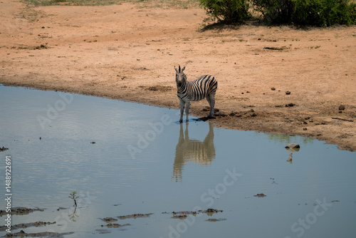 Zebra next to a water plan, Timbavati private reserve, Great Kruger National Park, South Africa