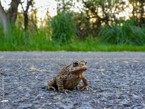 American Toad taking his time to cross the road
