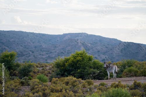 Zebra in little karoo, South Africa