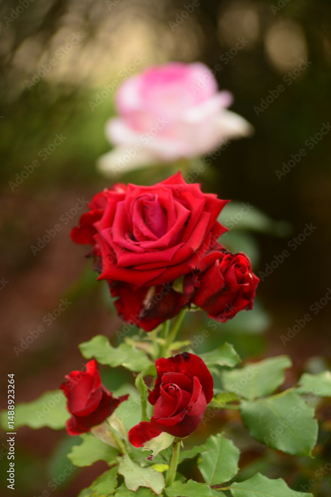 pink roses in garden pink roses in garden