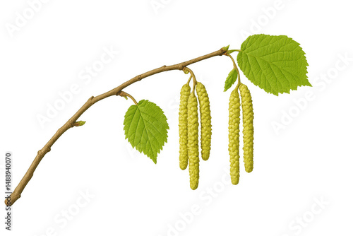 Close-up hazel tree branch displaying verdant leaves, hanging pollen-rich catkins, standing against transparent background